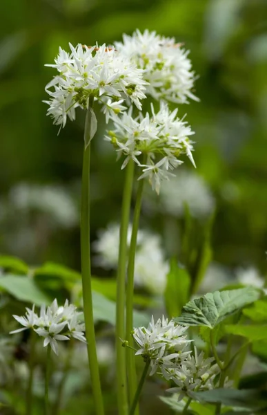 Ramsons Alho Selvagem Allium Ursinum — Fotografia de Stock