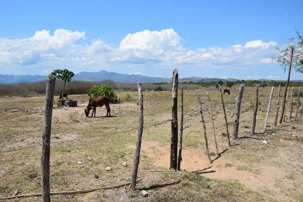 View Horse Grazing Desert — Stock Photo, Image