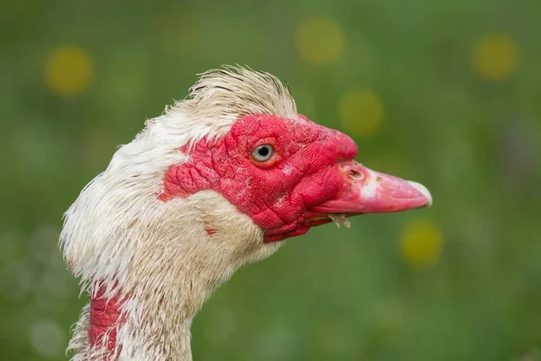 Portrét Kachny Samčí Bradavice — Stock fotografie