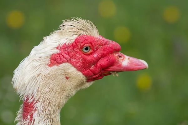 Portret Van Een Mannelijke Wrateend — Stockfoto