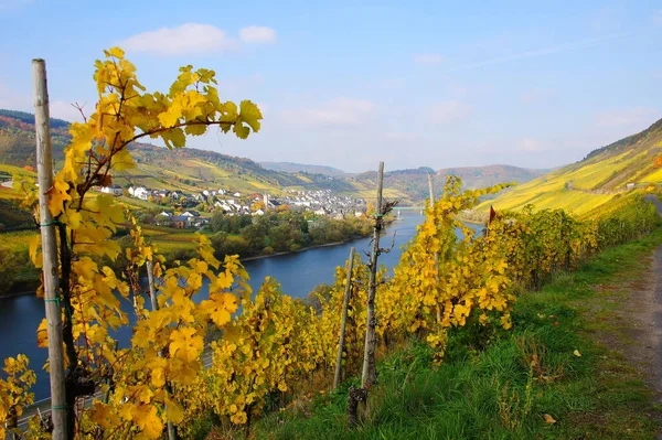 Village Viticole Reil Sur Moselle Automne — Photo