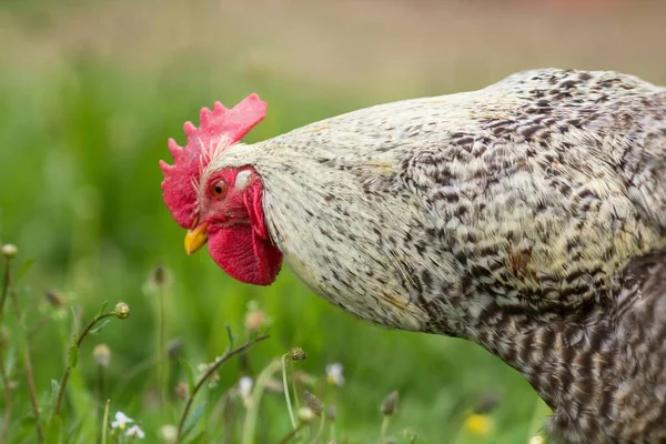Egy Csirke Közelsége Mezőn — Stock Fotó