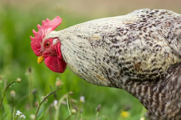 Gros Plan Poulet Dans Champ — Photo