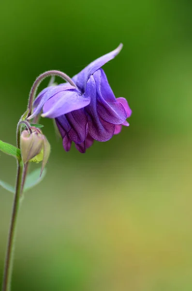 コロンビンの花の花弁 グラニスボンネット コロンビン — ストック写真