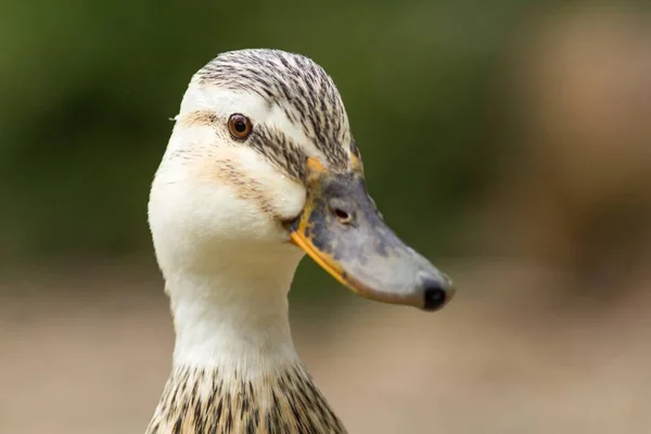 Dişi Ördek Dişi Ördek — Stok fotoğraf