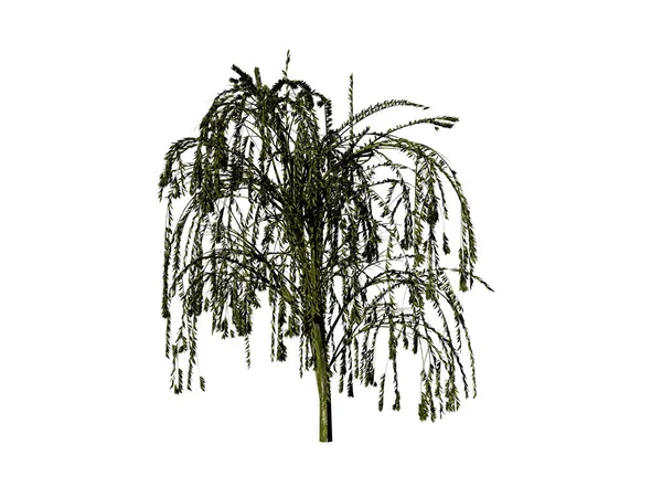 Silueta Stromu Listy Palmami Izolované Bílém Pozadí — Stock fotografie