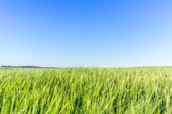 Arpa Tarım Tahıl Gevreği — Stok fotoğraf