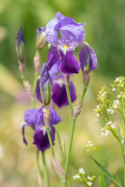 Blaue Schwertlilie Blauwe Iris — Stockfoto