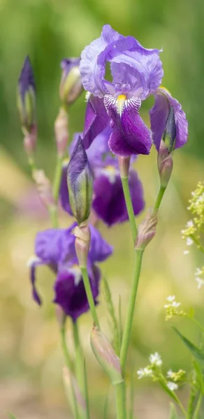 Blaue Schwertlilie Blauwe Iris — Stockfoto