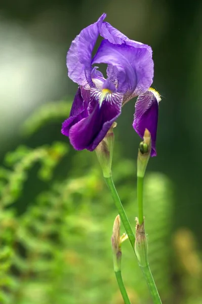 Blaue Schwertlilie Blue Iris — 스톡 사진