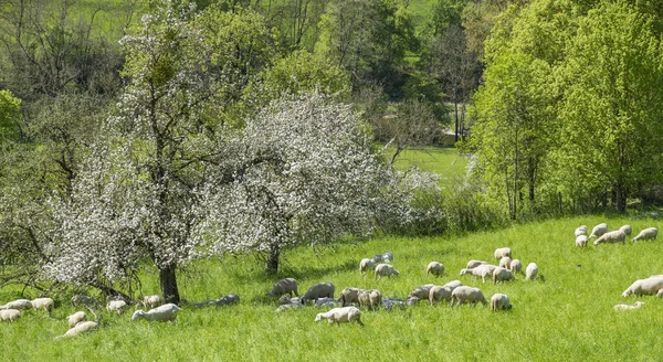 Paysage Printemps Idyllique Ensoleillé Compris Troupeau Moutons Sur Une Prairie — Photo