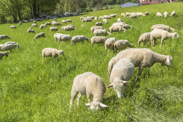 阳光灿烂的田园诗般的春景 包括德国南部草地上的一群羊 — 图库照片