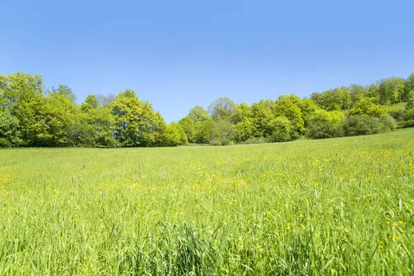 Soligt Upplyst Idyllisk Landsbygd Våren Landskap Hohenlohe Ett Distrikt Södra — Stockfoto