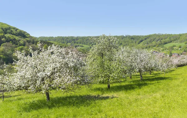 Idyllische Frühlingslandschaft Mit Einem Stadtteil Namens Hohenlohe Und Blühenden Apfelbäumen — Stockfoto