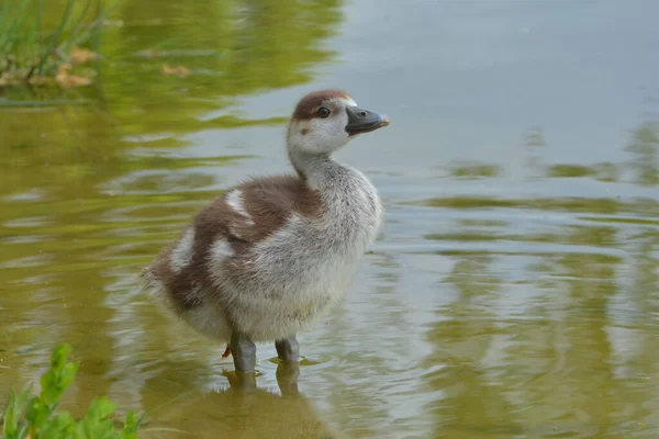 Nilgans Küken See — Stockfoto