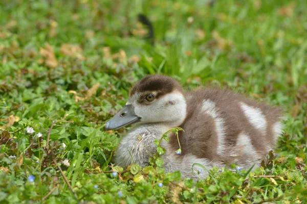 Nilgåskycklingar Vid Sjön — Stockfoto