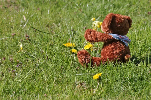 Peluche Marrón Pradera Verde Con Flores Amarillas —  Fotos de Stock