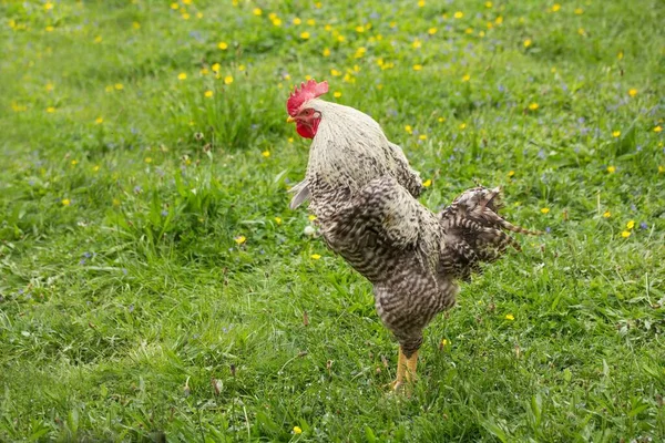 Csirke Zöld Füvön — Stock Fotó