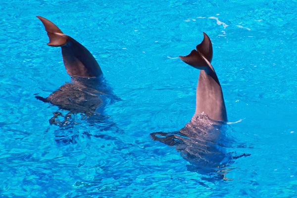 Delfini Che Saltano Fuori Dall Acqua — Foto Stock