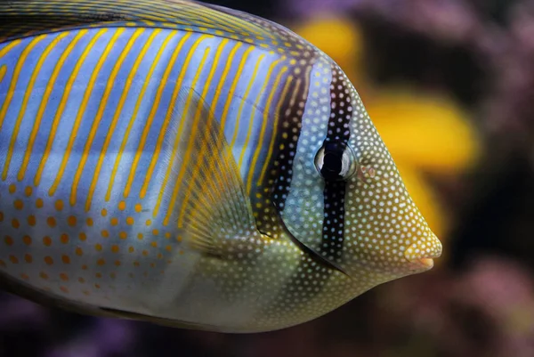 Sailfin Tintenfisch Doktorfisch Aquarium — Stockfoto