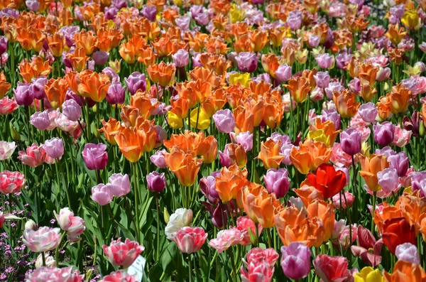 Tulpenblumen Frühlingsflora — Stockfoto