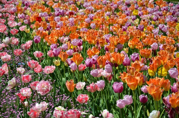 Tulpenblumen Frühlingsflora — Stockfoto