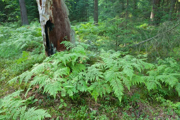 Eagle Ferns Old Spruce Tree Stump Moss Τυλιγμένο Καλοκαιρινό Δάσος — Φωτογραφία Αρχείου