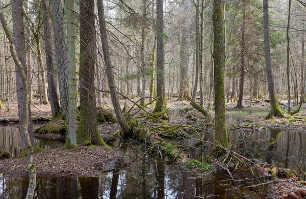 Lente Natte Gemengde Bos Met Stilstaand Water Dode Bomen Gedeeltelijk — Stockfoto