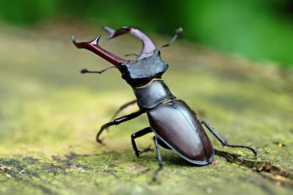 Escarabajo Ciervo Insecto — Foto de Stock
