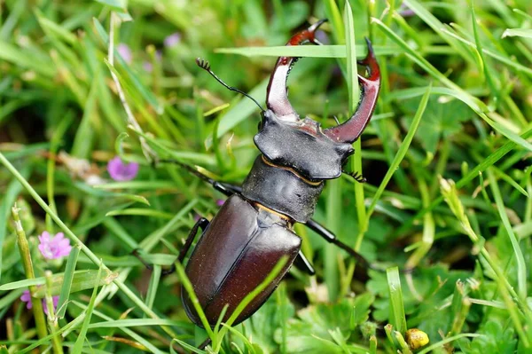 Deer Beetle Insect Bug — Stock Photo, Image