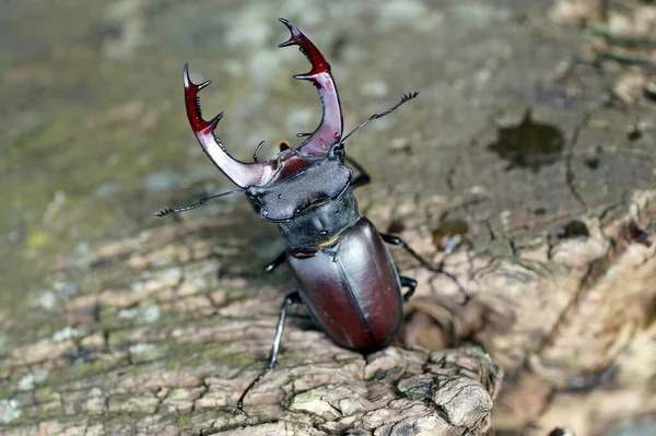 Scarabeo Cervo Insetto — Foto Stock