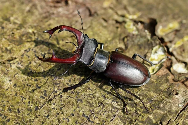 Escarabajo Ciervo Insecto —  Fotos de Stock