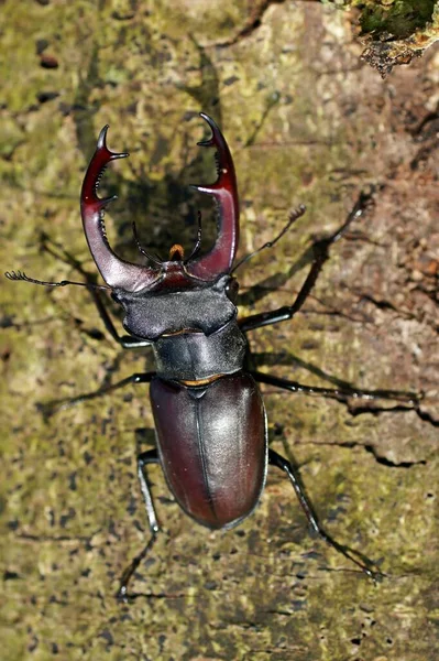 Deer Beetle Insect Bug — Stock Photo, Image