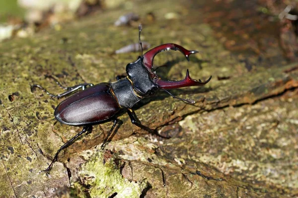 Escarabajo Ciervo Insecto —  Fotos de Stock