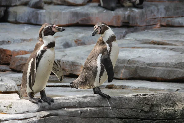 Los Pingüinos Una Roca — Foto de Stock