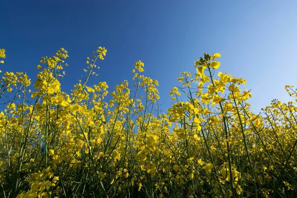 Rapsblüte Deutschland Mai — Stockfoto