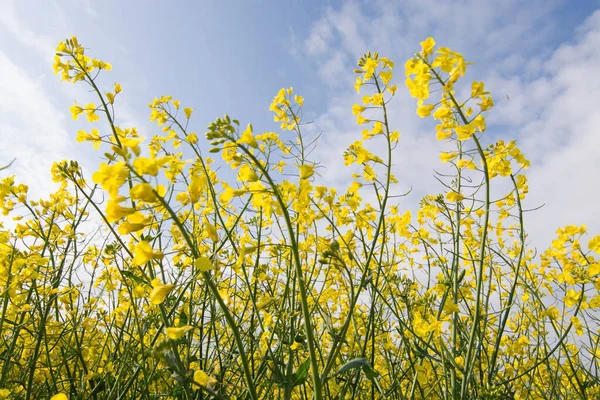 Rapsblüte Deutschland Mai — Stockfoto