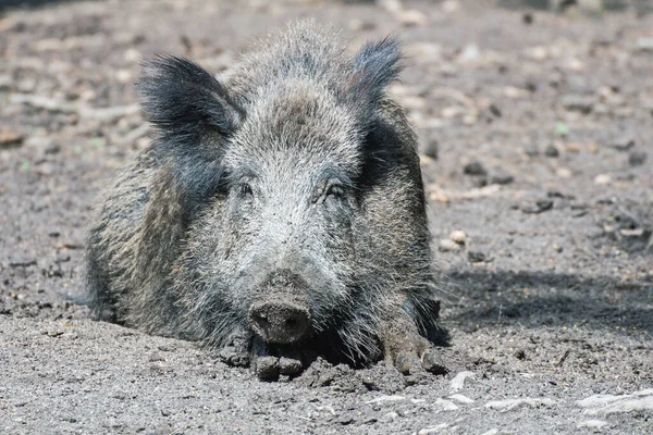 Liggend Wild Zwijn Een Wildpark — Stockfoto