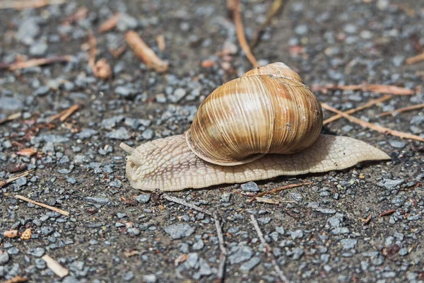 Escargot Sur Sentier Forestier — Photo