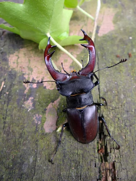 Escarabajo Ciervo Insecto —  Fotos de Stock