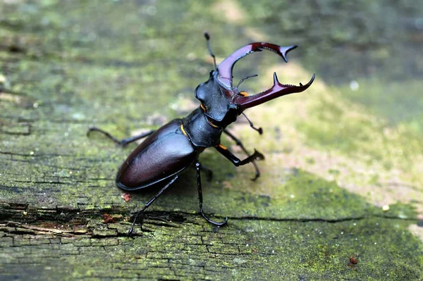 Escarabajo Ciervo Insecto —  Fotos de Stock