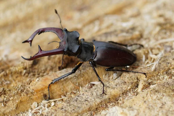 Escarabajo Ciervo Insecto —  Fotos de Stock