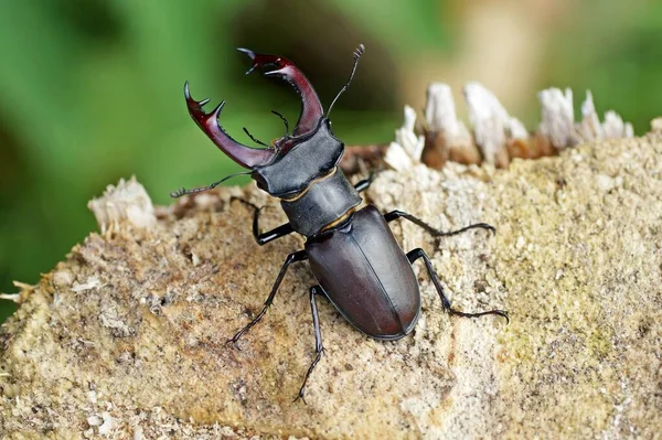 Rådjursskalbagge Insektsskalbagge — Stockfoto