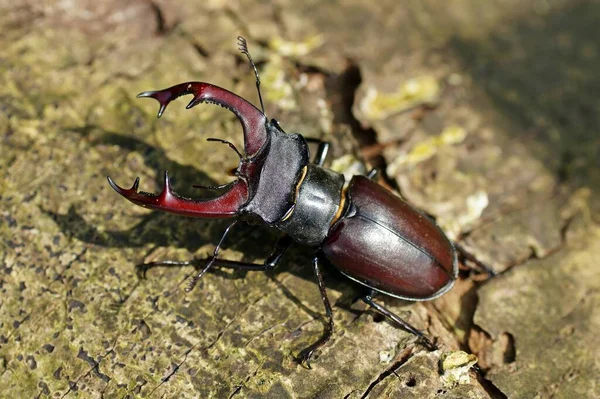 シカの甲虫虫 — ストック写真