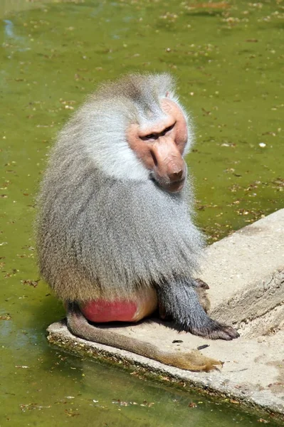 Macaco — Fotografia de Stock