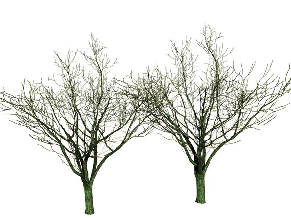 Vektorová Ilustrace Stromu Izolovaného Bílém Pozadí — Stock fotografie