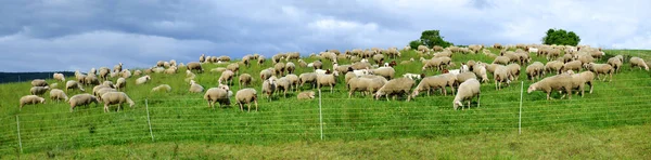 緑の牧草地に羊の群れ — ストック写真