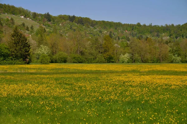 Verschiedene Blüten Selektiver Fokus — Stockfoto