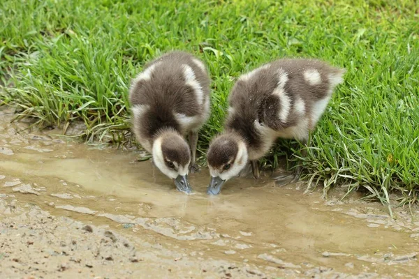 Deux Poussins Oie Nil Alopochen Aegyptiacus Boivent Dans Une Flaque — Photo