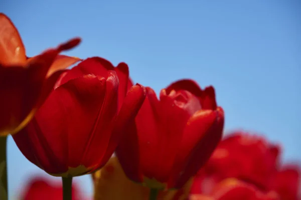 Tulip Flowers Spring Flora — Stock Photo, Image